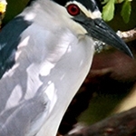 Bihoreau gris  IMG_9002
